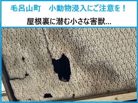 毛呂山町 屋根裏への小動物侵入にご注意を~自然豊かな地域ならではの害獣被害