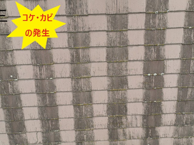 コケ・カビの発生