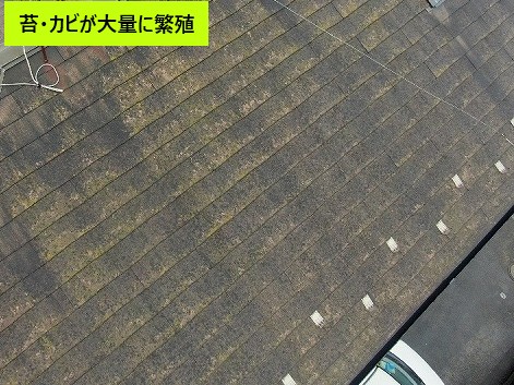 苔・カビが大量に繁殖している状態