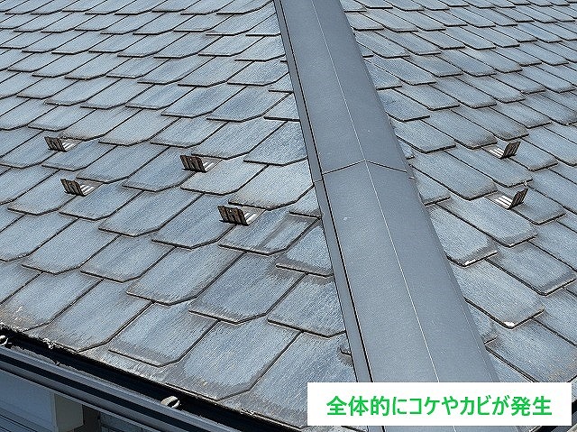 コケが出た屋根材