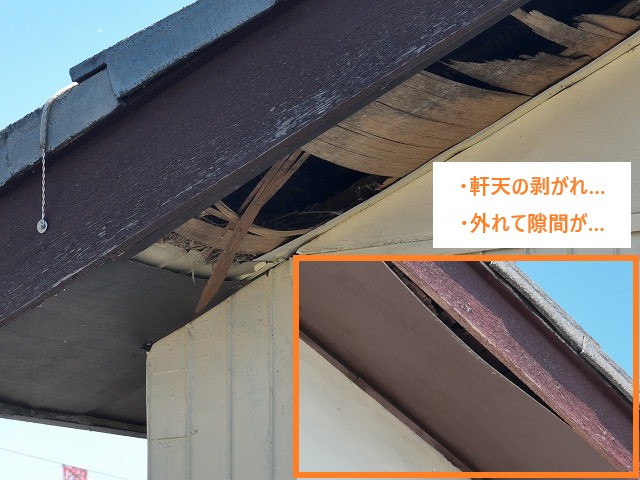 屋根裏に潜む小さな害獣…