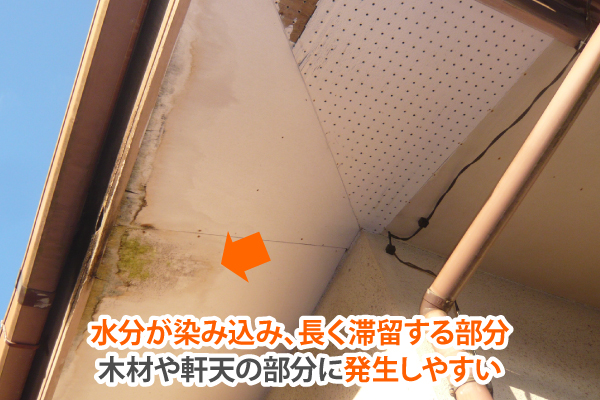 屋根や外壁の藻やカビ・コケ放置しないで！