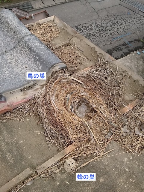 屋根にあった鳥の巣