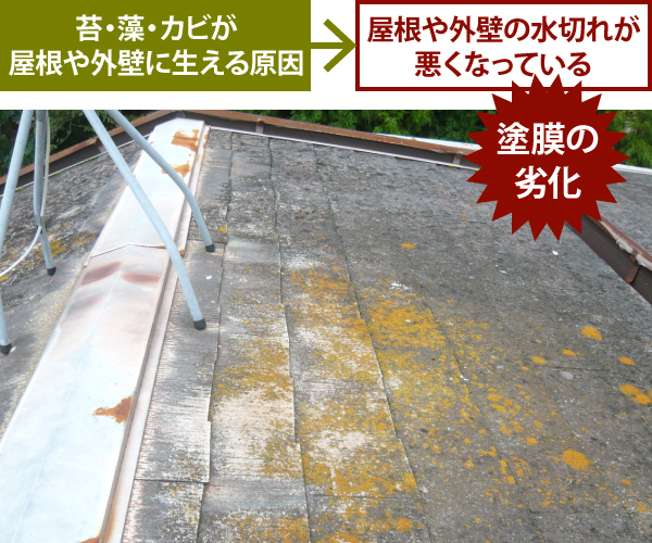 屋根や外壁の藻やカビ・コケ放置しないで！