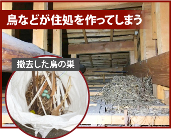 現地調査を行ったところ、玄関の上にある「軒天（のきてん）」が一部剥がれており、明らかに穴が空いていました。この部分は数年前に一度補修されていたようですが、補修箇所の近くに新たな穴ができていたことが分かりました。 こういった数センチの隙間でも、ハクビシンやイタチ、コウモリなどの小動物が侵入するには十分な大きさ なのです。さらに今回の軒天材は、今では珍しい「ラスカットボード」製。経年劣化によって穴が空きやすくなっていた可能性があります。 関連記事軒天の雨染みや剥がれの修理方法を事例付きで紹介 電話で相談する メールで相談する