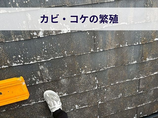 カビとコケが繁殖した屋根