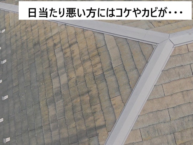 コケカビ