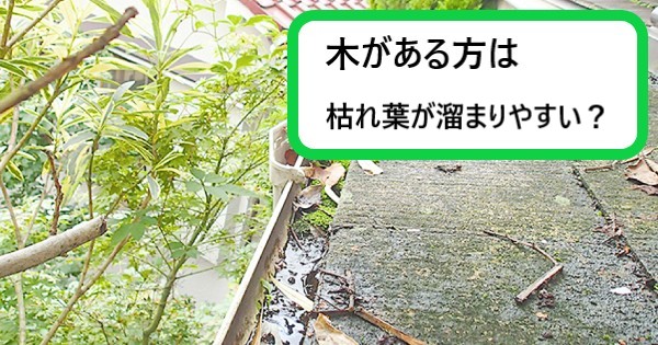 枯れ葉溜まり