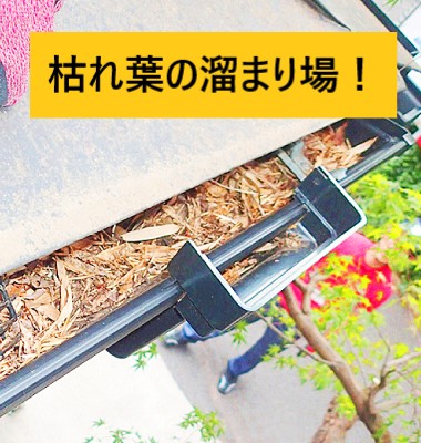 枯れ葉